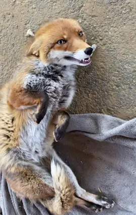 What does she do with the Stone?🤨 #kikithefox #kikifoxfamily #nopets #fox #fuchs 