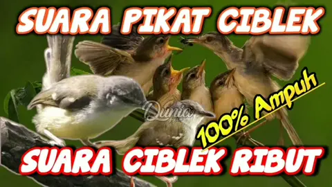pikat burung #suaraburung 