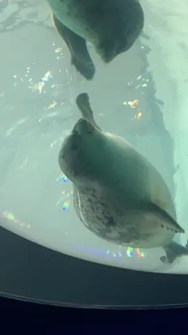 🦭the seals are the stars of this aquarium! 🫧Osaka Kaiyukan Aquarium #seal#seals#cute#animals#osaka#osakakaiyukan#osakaaquarium#osakaaquariumkaiyukan#osakajapan#japan #fyp#fypシ#xyzbca 