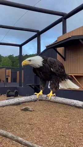 النسر الاصلع  #eagles #birds #النسر_الامريكي #طيور #عقاب 