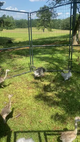 Flight of the baby Rheas….😄  #rheas #rheababies #rheachicks #birdfarm #rheasoftiktok #zoomies 