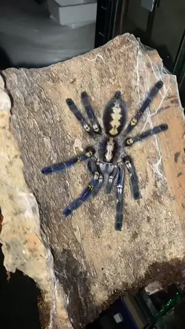 Gooty blue 🟦 #tarantula #poecilotheriametalica #tiktok #fyp #gootysaphireornamental 