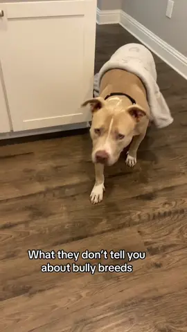 Always watching 👀. #dogs #dogsoftiktok 