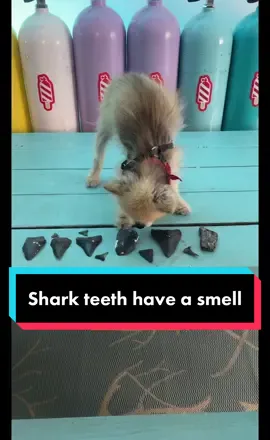 Shark tooth hunter says he can tell where teeth are found 👀🦈👃 #sharktooth #megtoothhunting #sharkteeth #fossilhunting #fossildiving #sharkteethhunters #divingwithkenny #scubadivingwithkenny 