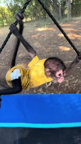 Winston LOVES to swing outside. He climbs so well. #spidermonkey #babymonkey #spidermonkeysoftiktok #monkeyswinging #sundayfunday #babyspidermonkey #monkeysoftiktok #monkey 