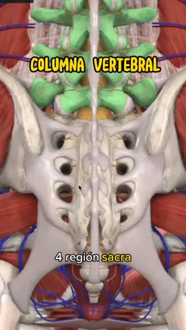 columna vertebral, #columnavertebral #vertebras #cervical #anatomia #medicina 
