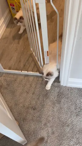 Merlin definitely isn't my smartest cat