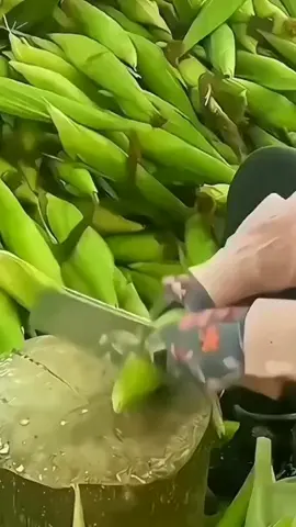 jagung hitam 🌽🌽🌽🌽#jagung #anehbanget 