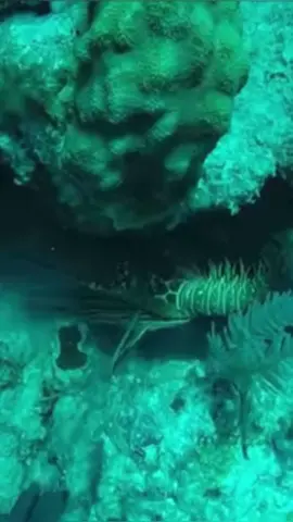 Amazing Spearfishing life Underwater sea Cave  #spearfishing #fishing #catchingfish #lobster #GiantFish  #Hunting  #Octopus #Spearfishinglife