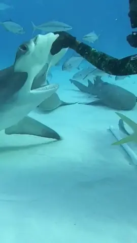 What would you do in that situation #shark#sharks#sharke#shark?#sea#ocean#fish#marinelife#foryoupage#fyp#fory