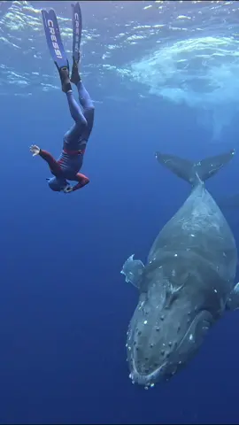 You can actually communicate with a Humpback Whale...and it's beautiful! #freediving #amazing #animalbond #interesting #Tonga #ocean #humpbackwhale 