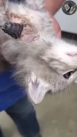 This kitten's name is hooper and you see here her progress from having this huge Cuterebra in her neck to being safe and sound. The primary treatment for botfly infestations in cats is to remove the larvae from the cat's body. The veterinarian may use various methods for removal, depending on the location and severity of the infestation. The veterinarian may use forceps to extract the larvae from the skin gently 2nd video you see that i don't know what that dream is all about but definitely is scary one for her, might include not having enough treats, or not being able to play all the time, something like that. For the 3rd you see that Hopper is such a determined little acrobat. She is not aware that she is not a flying kitten. Finally the team is working so hard to get the next spot at the bottle. #botfly #cuterebra #warble #botflyremoval #cat #cats #kitten #kittens #parasite #vet #vetmed #PetsOfTikTok #veterinarian #viral #viraltiktok #viralvideo 