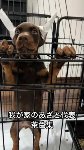 全部計算済み。計画通りのあざと茶色　#ドーベルマン #doberman #dobermanpinscher #dobie #dobieteam #dobermannpuppy #いぬのいる生活 #大型犬 