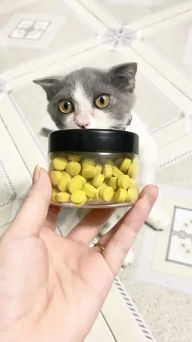 Muốn mèo đẹp , mèo khoẻ mạnh, mập mạp thì nên có viên phô mai tăng nọng GIM Cát. #gimcat #phomaitangnong #phomaivien #mèo #cherrypetshop #munchkin 