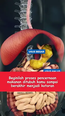 Beginilah proses pencernaan makanan di tubuh kamu sampai berakhir menjadi feses. Simak video nya dan jangan lupa untuk subscribe YouTube kami dan Follow Instagram kami ❤️ Beberapa sumber visual milik: YT/ dandelionmedicalanimation YT/ DocMueen YT/ surgeongillani #kontenedukasi #belajar #belajarbareng #taugaksih #harustau #fypシ゚viral #viral #shortsvideo #shorts #reels #reelsinstagram #youtube #edukasianak #pendidikanindonesia #kontenkreator #kontenkreatorindonesia #tiktok #harustauofficial_ #harustauofficial #trending #edukasi #edukatif #fyp #fypシ #ilmu #kontenpendidikan #kontenpengetahuan #ilmukedokteran #kedokteran #biologyclass #anatomyclass #prosespencernaan #pencernaan