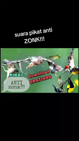 suara pikat anti zonk!!! buktikan #suarapikat #suarapikatburcil #suaraburungribut 