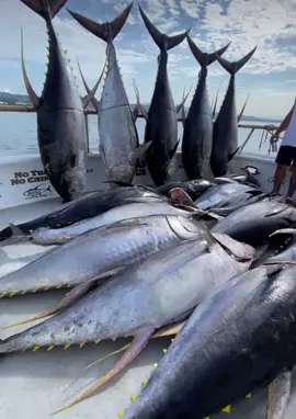 No Tuna No Chinga!! Insane catch of giant yellowfin tuna on @marlasportfishing  Yes this is within their legal limits. #fishing #fish #fishinglife #bluewater #nature  #fishingislife #angler #mexico #fisherman #fishingtrip #tuna #fishingaddict #bigfish  #saltwaterfishing #fishingdaily #fishon #sea #bluewatertherapy #aclassic