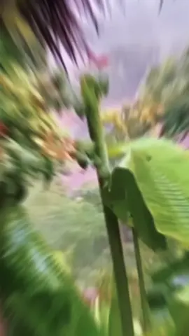 nhạc xưa nhưng hay..Vòng xe lăng bánh đưa người đi xa khuấy nơi cuối  đường #tiktokvietnam #traimientay 