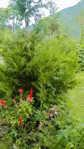 #tiktoknepal🇳🇵_foryoupage 