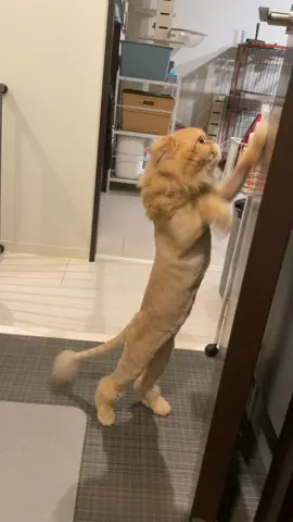 #ねこ #ライオンカット