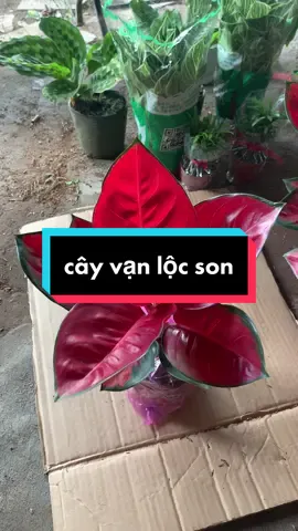 cây vạn lộc son #nhavuoncholachbentre #cay #caycanh #cayvanlocson #cayvanlocdo #cayvanloc 