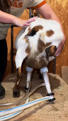 #goat #goats #goatfarm #asmr #farmasmr #farming #farm #feed #feeding #feedingroutine #morningroutine #nightimeroutine #chores #farmchores #feedwithme #closingshift #openingshift #sounds #dairy #dairygoat #formula #formulashortage #milk #goatmilk #goatsofticktok #babygoat #bottlebaby #healthadepopit #fy #fyp #goatmilk #goatlotion #goatmilklotion #goatmilksoap #goatmilkcheese #milkmachine #simplepulse 