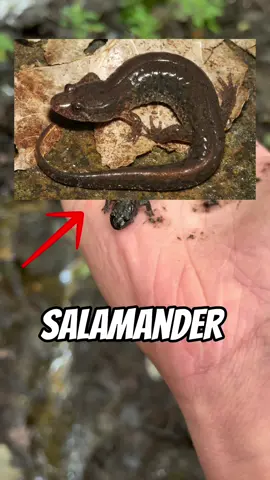 Finding RARE Salamanders!! #fyp #viral #abcxyz #salamander #giantsalamander 