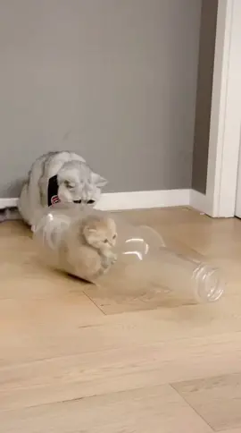 Seeing the baby cat get into the bottle to play, the cat's mother was very nervous, but everything was fine