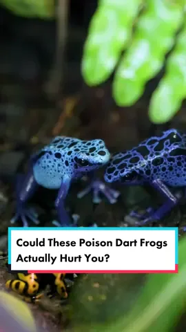 Could these Poison Dart Frogs hurt you?    Poison dart frogs derive their defense mechanisms from alkaloid compounds found in the insects they eat in the wild. At the museum, they’re fed fruit flies and crickets, which don’t have alkaloid compounds, making them harmless to touch! 🐸    #GetCultured #FrogTok #ZooTok #PoisonDartFrogs #AmphibiansofTikTok