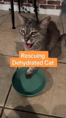 This local hero rescued a dehydrated cat and reunited him with his owners❤️ #hero #catlovers #animalrescue #lostcat #fyp 