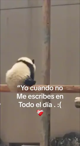 😔❤️‍🩹🐼#fyp #viral #tiktok #paratiiii #reflexion#🐼 