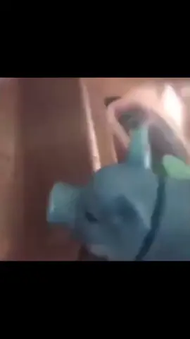Ответ пользователю @hank_fur 