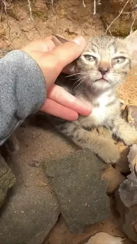 Rescue Kitten 😢♥️ #kitten #rescue #rescueanimals #rescuekitten #meow #fypage 