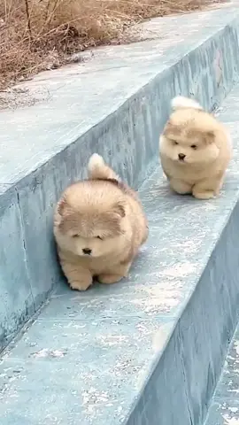 look at the cute dogs falling down the stairs