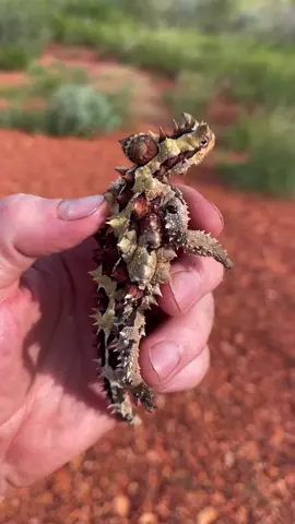 Hoy #expoterrariarepost de @adlerstudios ・・・ Dream lizard in hand! Check out this Australian Thorny devil. Never in my life did I think I’d have the opportunity to find one of these in the wild. Feeling blessed 🙏. Special thanks to @rickymack_ & @therealtarzann for making this dream come true. . . #thornydevil #uluru #molochhorridus #reptilesofaustralia #herplife