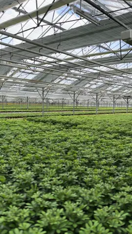 A glimpse inside the greenhouse! 🤩💚 #behindthescenes #schefflera #plantsoftiktok #fyp #foryou 