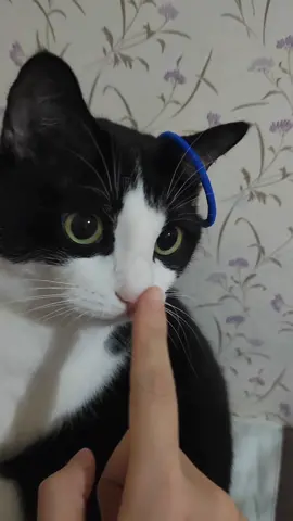 Có ai thích sờ mũi mèo giống mình ko, nó cứ mát mát kiểu gì ấy, phê… 😝😝😝 #mèo #animalcute #meocute #dongvathaihuoc #foryou #xuhuong 