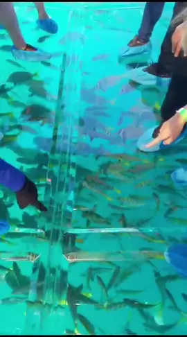 Disponible lancha transparente#parati #loscabos #clearboat 