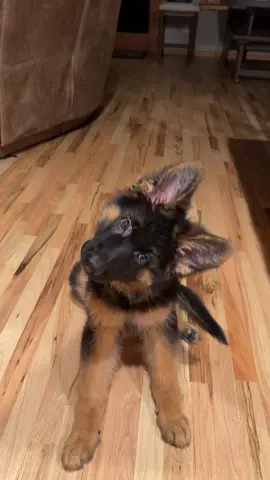 Head might fall off from head tilts soon #dogmom #dogsoftiktok #headtilt #germanshepherd #puppy 