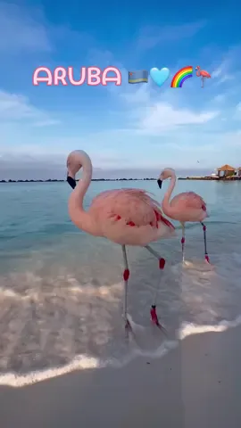 ᗩᖇᑌᗷᗩ 🏝️☀️🌈🦩🍹 #aruba #arubaisland #onehappyisland #flamingo #pinkflamingo #renaissancewindcreekarubaresort #flamingobeach #flamantrose #summervibes #pink #cocktails #vacay #heaven #visitaruba #netherlandsantilles #antilles #oualler #hiltonarubacaribbeanresortandcasino #boardwalkboutiquehotel #hotel #placetovisit #parrot #tropical #plageparadisiaque #voyagedereve #traveltok #vacances #tiktokvoyage #tiktokaruba #frypgシ #pourvous @hilton @Beautiful Destinations @BEST VACATIONS @arubabonbini #palmbeach #babybeach #plagetropicale #endroitparadisiaque 