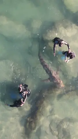 🔥‼️WOW‼️🔥Shark bite???!!! Not if you ask... #drone #sharkweek #shark #dji #aerialphotography #sharklover #coexist #savesharks #virals #saltlife #sharks #requin #drones