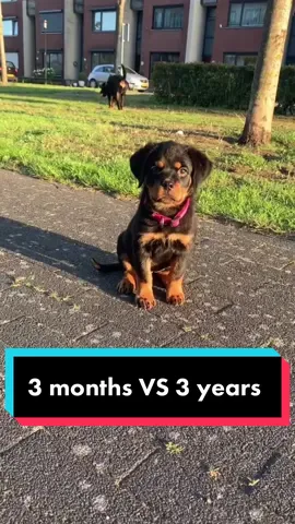 3months VS 3years 🙈 #bigbaby #rottweiler #changes #growup #serbianrottweiler #beautiful 