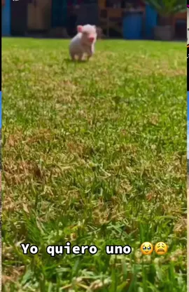 Yo también quiero un puerquito🥺 #parati #viral #fyp 