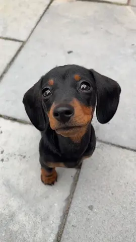 🥹 #fyp #dog #doxie #foryou #puppytiktok #dachshund #dachshundsoftiktok #teckel #miniature #miniaturedachshund #doxiesoftiktok #dogsoftiktok #foryoupage #dogs #sausagedog 