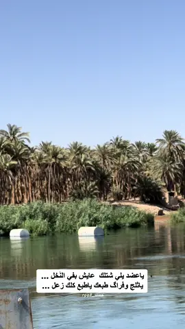 #حسين_نعمة_ياحريمة #ياعضد_يلي_شتالك_عايش_بفي_النخل #اغاني_عراقية_قديمة #الانبار #حديثه_الانبار #بروانه_حديثه_حقلانيه  #العراق🇮🇶 