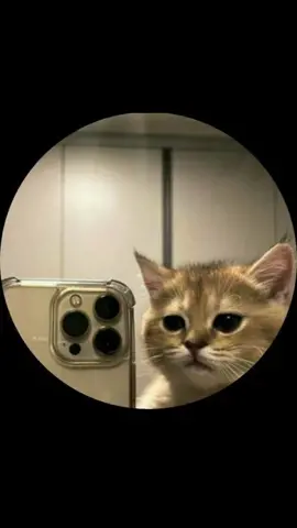 Photo profile instagram idea #Icons para você usar sozinho #Anime #instagram #iconssolo #icons #cat #gaspfp ∞ #pfp #fyyyyyyyyyyyyyyyy #idea #animeedits #onepiece #cartoon #wallpapers #fyp #animes #* #foryoupage #fy #cat 