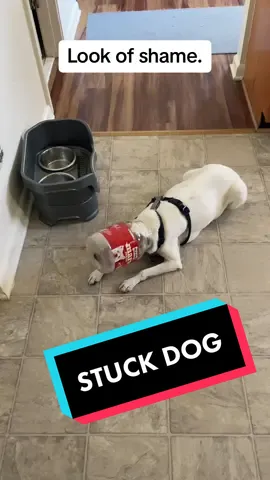Coming home from lunch to a surprise. My dog got his head stuck in the treat jar. #dog #stuck #doggotstuck #miltok #jackrussell 