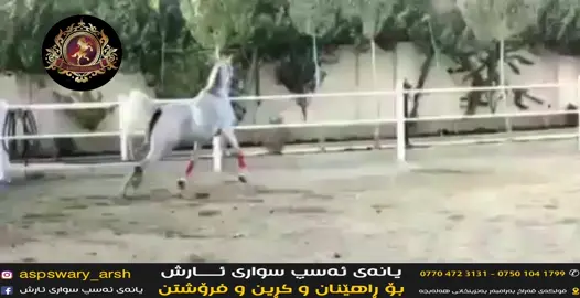 ‎ناونیشانی یانه‌كه‌مان فلكه‌ی شاری زه‌یتوون  ‎( ناسراوه‌ به‌ فلكه‌ خره‌كه‌ی تانجه‌رۆ )  ‎خوار به‌نزینخانه‌ی هه‌له‌بجه‌ ـ فه‌رعی كۆمپانیای به‌یزا بۆ ناوه‌وه‌  ‎بۆ په‌یوه‌ندی  07704723131 07501041799 #asp #aspswari #suli #slemane #slemane #sulimany #aspswarakanihanara #ئەسپ_سوارەکان #aspswarakan2021❤️ #aspswarakanihanara #slemaniyah #hawlerr#slemaniyah #halbja _#karkwk #fypシ゚viral #saidatinguinoo