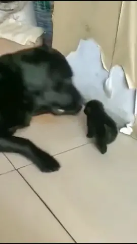 Cabeça de lagartixa Malasiatica #meme #animal