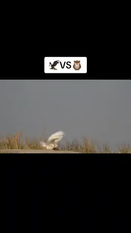 #fouryou #🦉vs🦅 #world_animal #foryourpage #tiktok #fypシ゚viral #wow #owl #🦅eagle🦅 #عالم_حيونات_مفترسة_اكسبلور #video🎬 